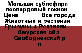 Малыши эублефара ( леопардовый геккон) › Цена ­ 1 500 - Все города Животные и растения » Грызуны и Рептилии   . Амурская обл.,Свободненский р-н